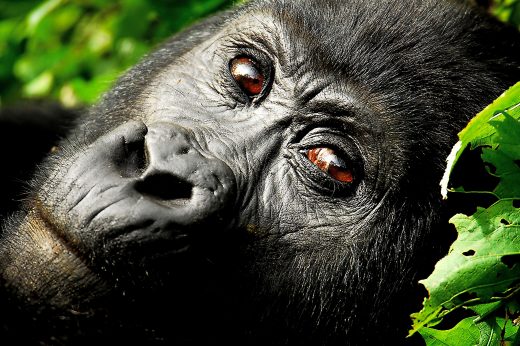 Africa; Uganda; Sanctuary Gorilla Forest Camp
Uganda; Bwindi Impenetrable Forest; Close-up of a gorilla