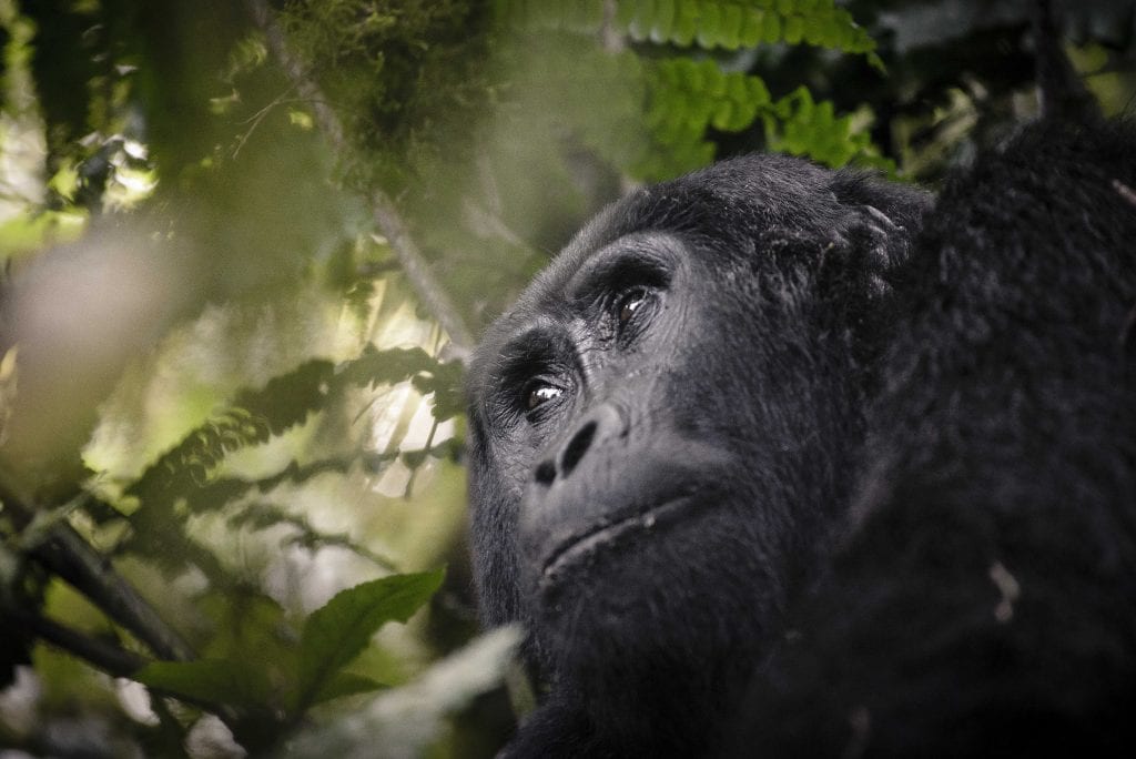 Uganda, Sanctuary Gorilla Forest Camp