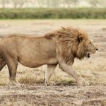 Africa, Tanzania, Sanctuary Ngorongoro Crater Camp