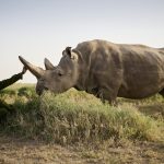 Kenya, Ol Pejeta Conservancy, Tambarare Camp, An A&K Sanctuary