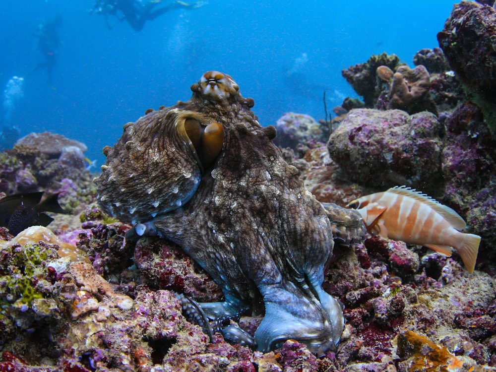 Octopus with divers in background.sml