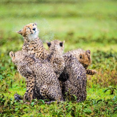 Africa, Tanzania, Sanctuary Kusini