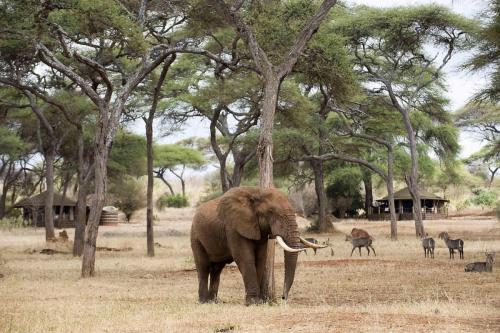 Africa; Tanzania; Sanctuary Swala; Elephants in the Camp