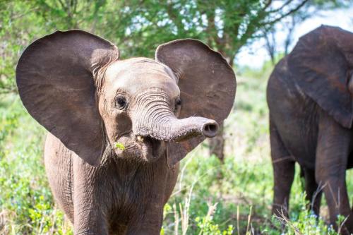 Africa, Tanzania, Sanctuary Swala