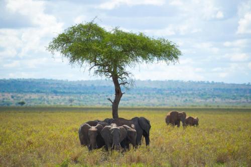 Africa, Tanzania, Sanctuary Swala