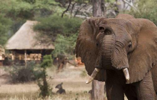 Africa; East Africa; Tanzania; Swala Camp; Elephant