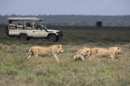 Africa; Tanzania; Sanctuary Kusini Camp; Serengeti Game Drive