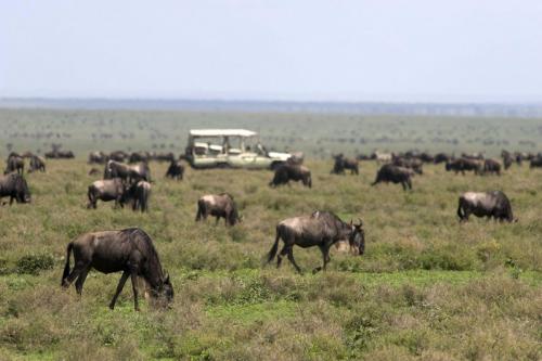Africa; Tanzania; Sanctuary Kusini Camp; Serengeti Migration
