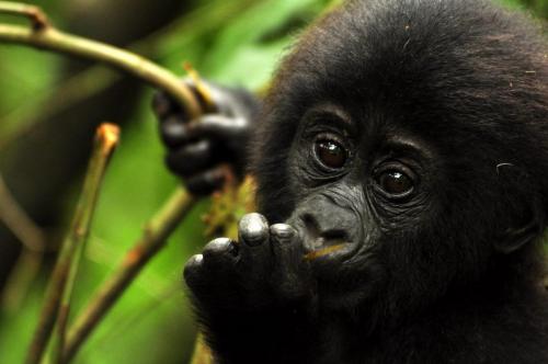 Africa; Uganda; Sanctuary Gorilla Forest Camp